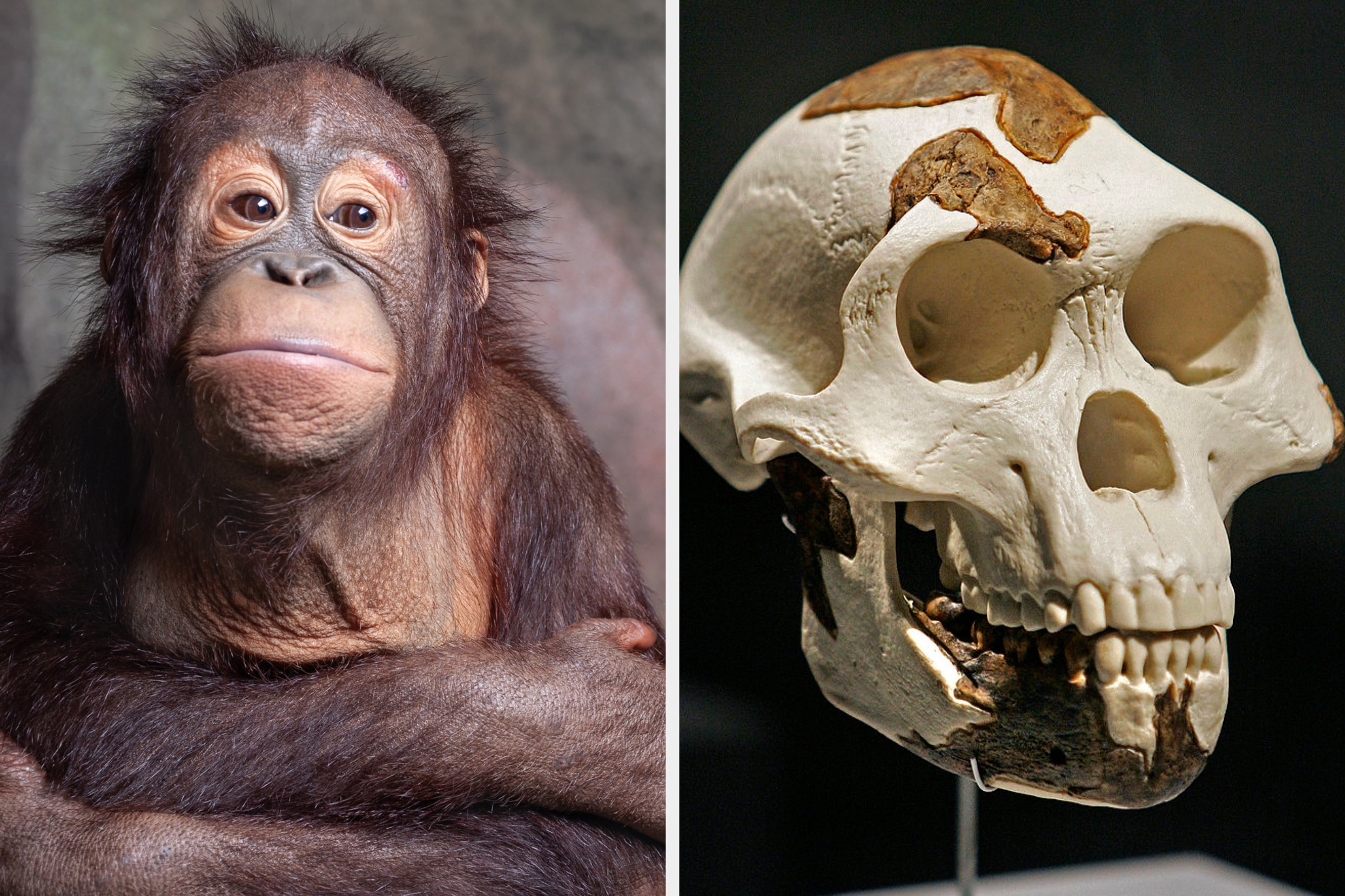 Test Your Knowledge: Can You Ace This Anthropology Quiz?